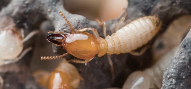 Signs Of Termites In Your House And Why You Need To Get Termite Inspections